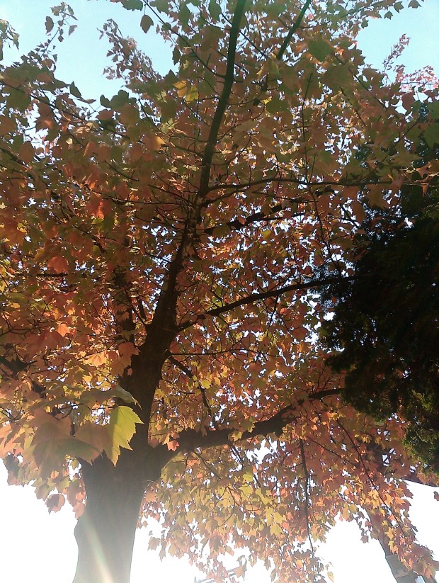 Trees changing color