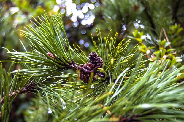 Pine Cones