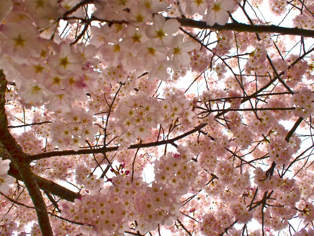Cherry blossom spring